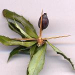 Berberis_gagnepainii_thorn