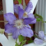 Clematis